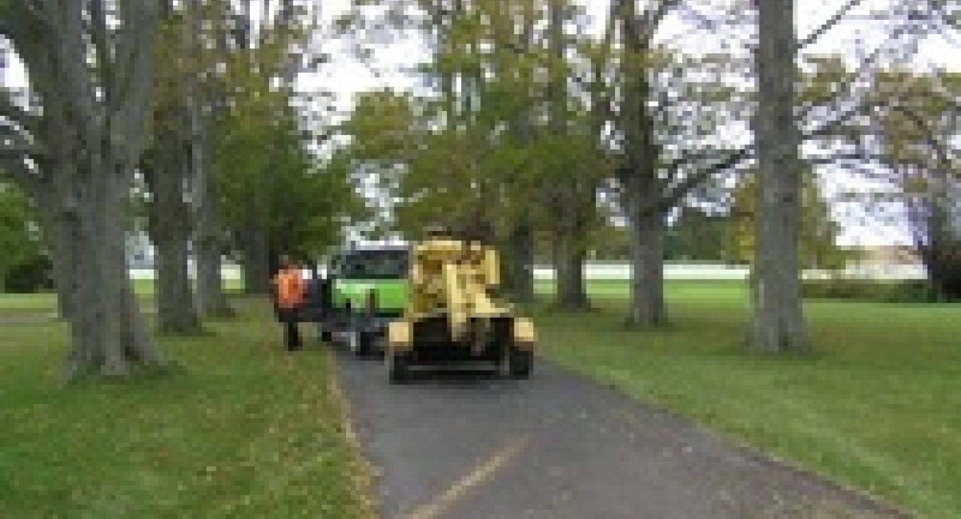 stump grinding