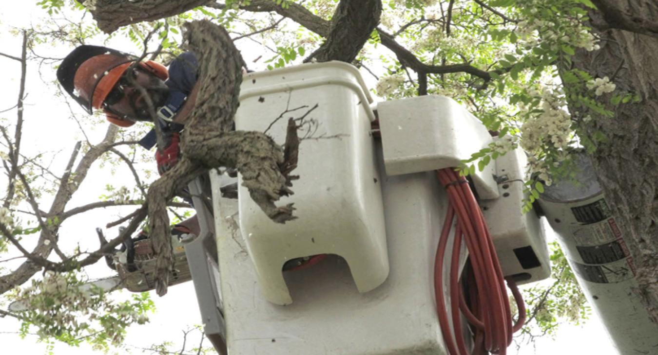 Tree Trimming