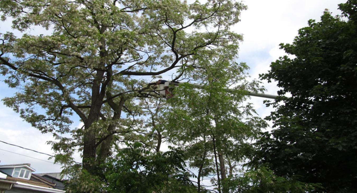 large tree