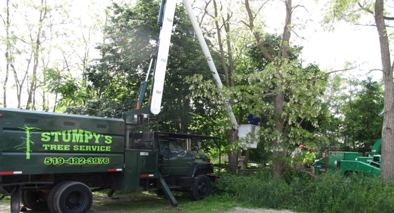 Tree Removal