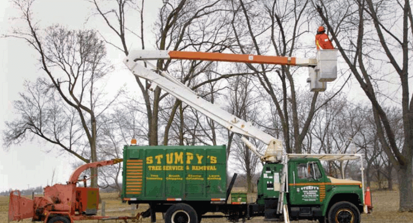 tree removal